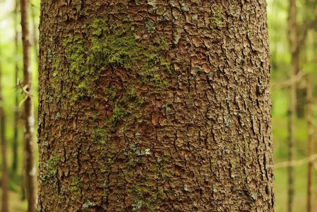 Écorce de pin recouverte de mousse, illustrant un bois robuste et utilisé couramment pour les bardages traités autoclaves